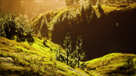 Vibrant green hills come alive as the sun sets, casting a warm golden hue. Tall trees stand proudly on the slopes, embracing the peaceful atmosphere of natures beauty.の写真素材
