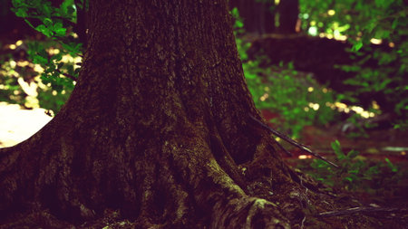 Giant tree roots emerge from the earthy ground, surrounded by a lush green forest. Sunlight filters...