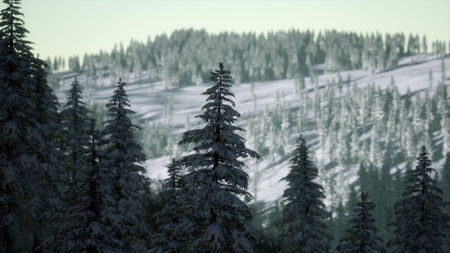 Tall evergreen trees rise against a soft, pale sky in a serene snow covered forest. Rolling hills reveal patches of white snow, creating a peaceful winter scene.の写真素材