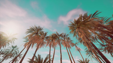 Tall palm trees sway gently against a sunny sky filled with soft clouds. This tranquil scene invites relaxation and a sense of peace, perfect for nature lovers and travelers.の写真素材