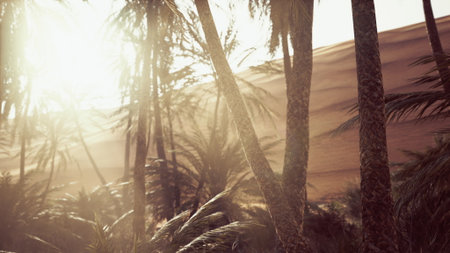 Golden sunlight bathes tall palm trees as gentle winds sway their fronds in a tranquil desert scene. Dunes rise in the background, evoking a peaceful morning atmosphere.の写真素材