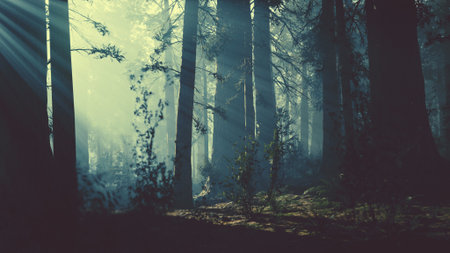 Golden beams of sunlight pierce through the dense trees, illuminating the misty air in a serene forest. The tranquil scene invites a sense of peace and wonder in natures beauty.の写真素材
