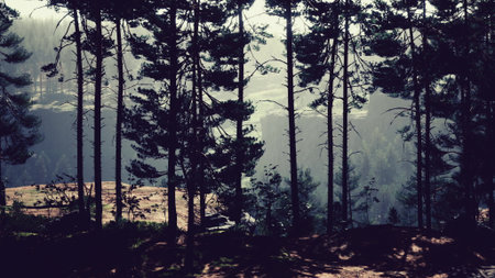 Silhouetted trees create a stunning contrast against the soft morning light illuminating the valley below. Nature awakens as the day begins in the quiet forest.の写真素材