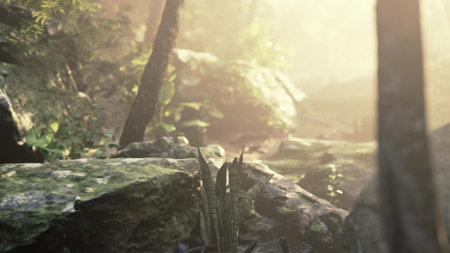 A peaceful forest scene shows sunlight breaking through the canopy, casting gentle light on moss covered rocks and vibrant green plants. Natures tranquility invites exploration.の写真素材