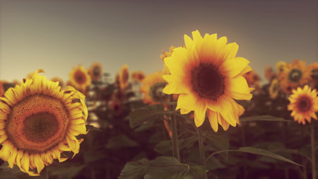 Bright yellow sunflowers stand tall against a backdrop of green leaves, illuminated by the warm glow of the setting sun. A serene summer evening captures natures beauty.の写真素材