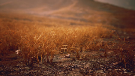 In a serene landscape, golden grass rises from cracked earth, shimmering under the warm afternoon sun. The tranquility of nature captures a moment of peaceful solitude and beauty.の写真素材