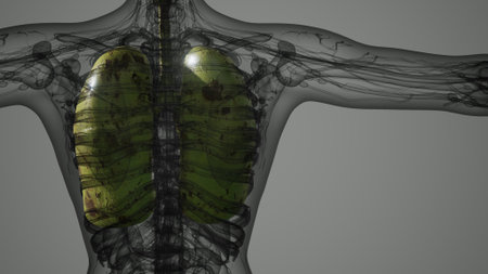 In a captivating representation, the vibrant details of human lungs are showcased within an anatomical view, revealing their complex structure and significance to respiratory health.の写真素材
