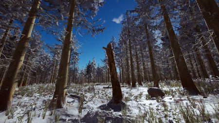 Majestic trees rise high in a snowy forest, blanketed in fresh powder. A vibrant blue sky peeks through the branches, illuminating the serene landscape. Nature thrives in winters beauty.の写真素材