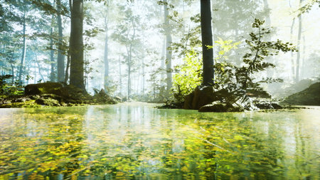Golden rays of sunlight filter through the dense canopy, illuminating a tranquil pond surrounded by vibrant foliage in a serene forest. Water reflects the beauty of nature.の写真素材