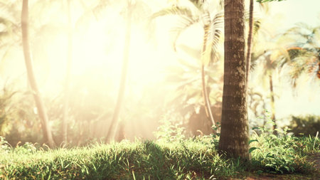 Golden rays of sunlight pierce through lush palm trees, illuminating verdant grass and creating a serene atmosphere in this tropical landscape during the early morning hours.の写真素材