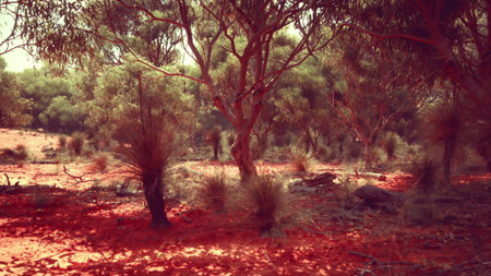 Glimmering sunlight illuminates a unique Australian landscape, showcasing vibrant red earth and flourishing greenery. The scenery captures the peaceful beauty of nature in a remote area.の写真素材
