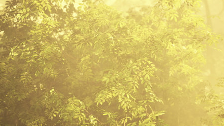 Bright sunlight filters through lush green leaves, casting a warm, golden glow over a peaceful forest scene. This enchanting light transforms the foliage into a dreamy landscape.の写真素材