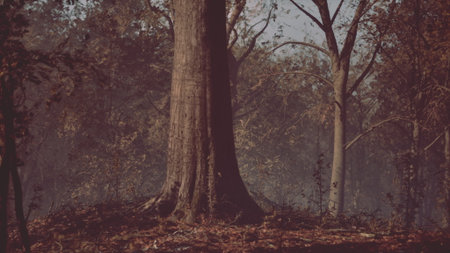 A grand tree rises from the forest floor, surrounded by falling leaves. Soft light filters through branches, evoking a peaceful autumn atmosphere in the heart of nature.の写真素材