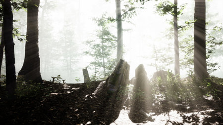 Morning light streams through tall trees in a peaceful forest, creating a magical atmosphere with rays of sunlight shining on the forest floor and illuminating the misty air.の写真素材