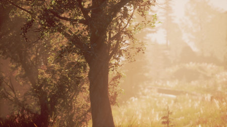 Soft golden light spills through the leaves of tall trees in a peaceful forest. The air is calm, filled with natural beauty and a sense of tranquility as nature awakens.の写真素材
