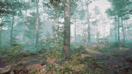 Lush trees rise majestically in a serene forest, surrounded by soft mist. Sunlight filters through the leaves, creating a magical atmosphere that invites exploration and peace.の写真素材
