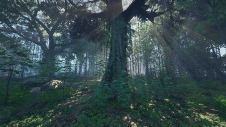 Gentle rays of sunlight penetrate the lush canopy, illuminating the vibrant greens and earthy tones of the forest. Tall trees and a carpet of plants create a peaceful atmosphere.の写真素材