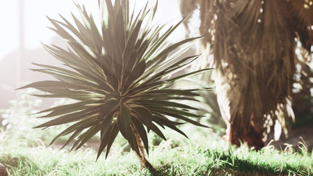 A striking desert plant stands tall amidst lush green grass, soaking in the golden sunlight. Nearby, palm trees sway gently, creating a serene atmosphere on a peaceful morning.の写真素材