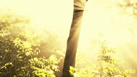 Sunlight breaks through tall trees, creating a warm, golden glow in a peaceful forest. Leaves shimmer as the day begins, inviting calmness and serenity into the surroundings.の写真素材
