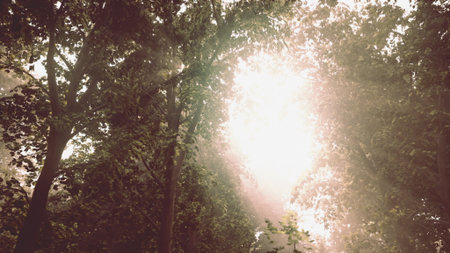 Bright sunlight streams through the leaves in a tranquil forest, illuminating the soft fog that blankets the ground. The scene invites calm and wonder in natures embrace.の写真素材