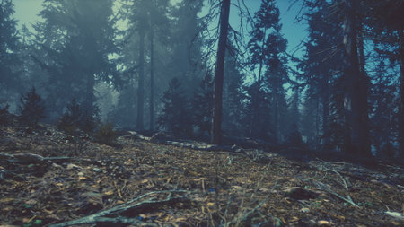 In a serene forest, tall trees loom in the mist, their silhouettes mysterious against the dawn light. The forest floor is covered with twigs and leaves, evoking a calm atmosphere.の写真素材