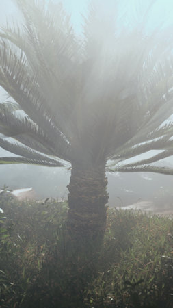 A tall palm tree stands against a blurry background, illuminated by soft sunlight. The scene captures a tranquil coastal setting, perfect for relaxation and enjoying natures beauty.の写真素材