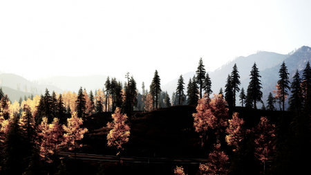 A serene autumn scene showcases tall pine and vibrant orange trees under a soft sky. Mountains rise quietly in the background, hinting at the peaceful beauty of natures transition.の写真素材