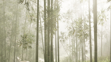 In the early morning, a tranquil bamboo forest emerges through a gentle mist, creating a peaceful atmosphere. Soft light filters through the tall stalks, enhancing natures quiet elegance.の写真素材