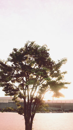 A large tree stands tall against the backdrop of a sunset, its branches casting intricate shadows. The warm light creates a peaceful atmosphere in the open space.の写真素材