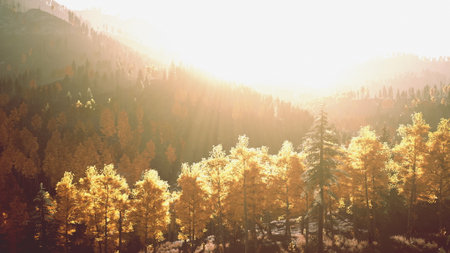 Soft light filters through the golden leaves of trees as the sun rises over a tranquil valley in autumn. Nature showcases its beauty while colors blend in harmony.の写真素材