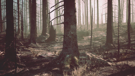 Morning light filters through burnt trees, revealing a striking scene of a forest recovering from fire damage. Newly exposed earth contrasts with remnants of charred wood, symbolizing resilience.の写真素材