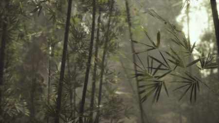 Morning light filters through a lush bamboo forest, casting ethereal shadows on the ground. A soft mist envelops the scene, creating a serene and magical atmosphere.の写真素材