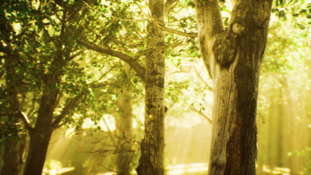 Soft rays of golden sunlight filter through vibrant green leaves, casting a warm glow on ancient trees. Natures tranquility envelops this serene forest, inviting peaceful reflection.の写真素材