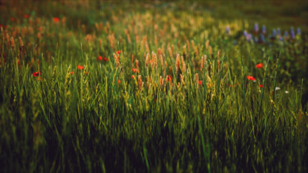 A lively meadow showcases a vibrant tapestry of wildflowers and tall grasses under the warm spring sun. Patches of colors blend beautifully, inviting a sense of tranquility and joy.の写真素材