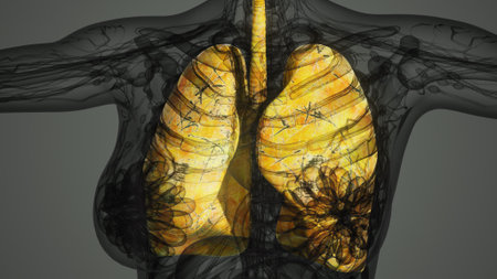A captivating illustration reveals the inner beauty of human lungs, displaying their intricate structure and function against a striking black background.の写真素材