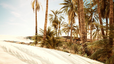 Golden sand stretches out under tall palm trees that sway gently in the warm breeze, creating a serene tropical atmosphere at midday, inviting relaxation and exploration.の写真素材