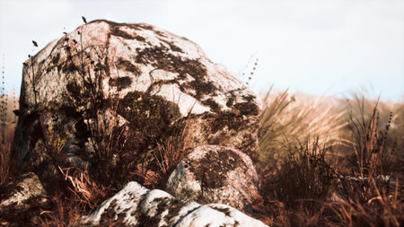 A moss covered rock rests in a field, surrounded by tall grasses. The sunlight casts a warm glow,...