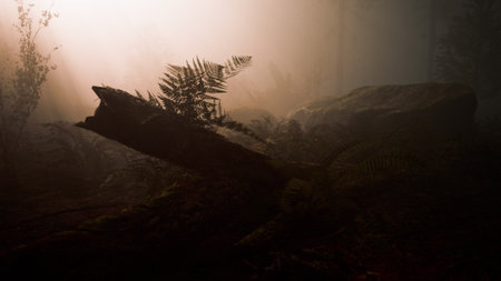 In a serene, foggy forest, a log with lush green ferns rests beside large rocks, creating an enchanting scene filled with mystery and tranquility during early morning light.の写真素材