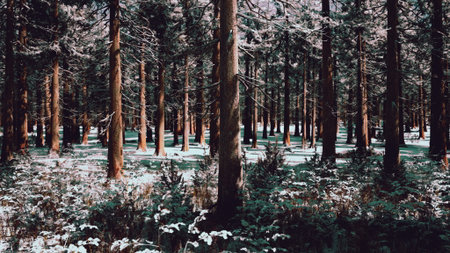 Tall trees create a serene winter forest, their trunks rising above a sparkling white blanket of snow. The peaceful setting invites a sense of calm amid natures beauty.の写真素材