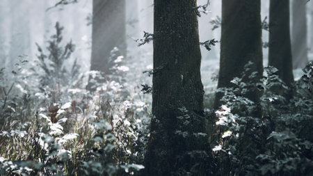 Fog blankets a tranquil forest at dawn, sunlight filters through tall trees, creating a mystical atmosphere. Snow dusted plants contrast with dark tree trunks, enhancing natures beauty.の写真素材