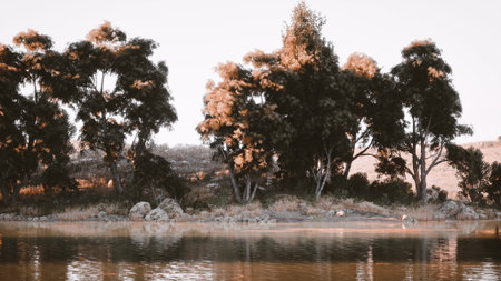 A peaceful lakeside setting showcases tall, lush trees reflecting in calm waters. Soft morning light creates a soothing atmosphere along the gentle shoreline.の写真素材