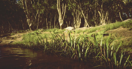 Calm waters reflect the serene atmosphere of a riverside area surrounded by vibrant green grass and trees. Sunlight filters through the leaves, creating a peaceful ambiance.の写真素材