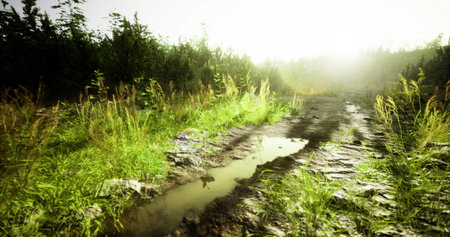 A narrow, muddy pathway lined with tall grass and puddles reflects the warm light of early morning. The surrounding trees create a serene and tranquil atmosphere in the forest.の写真素材
