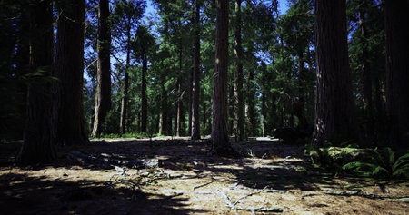 Sunlight streams through the towering trees in a lush forest, creating a calm atmosphere. The ground...