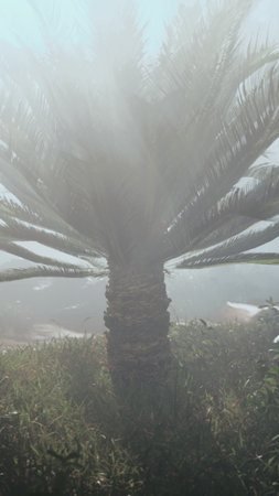 A lone palm tree stands tall on a fog-covered hill, creating a stark contrast against the misty background.の写真素材