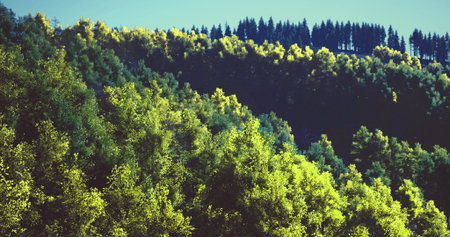 Vibrant green trees blanket the hillside, creating a picturesque landscape under a clear blue sky....