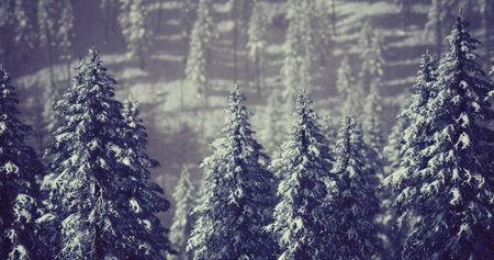 Tall evergreen trees covered in fresh snow create a tranquil winter scene. The mist envelops the...