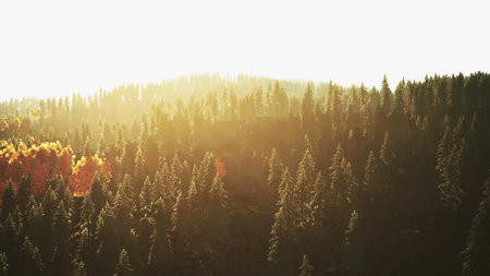 Sunlight filters through tall evergreen trees, casting a warm glow over the forest. Hues of orange and yellow suggest the arrival of autumn, inviting peaceful reflection.の写真素材