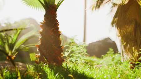 Sunlight filters through leafy palms, illuminating a vibrant scene in a tropical paradise. Lush grass and rich textures create a serene and inviting atmosphere in nature.の写真素材