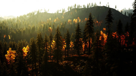 Tall evergreen trees stand majestically in a serene forest as golden sunlight filters through vibrant autumn leaves. The landscape conveys peace and natures beauty at dusk.の写真素材